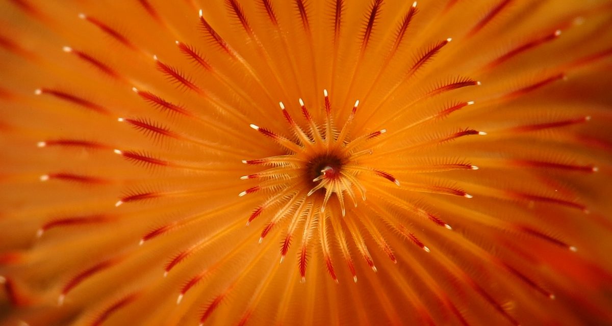 Macro Coral Utila, Bay Islands Honduras