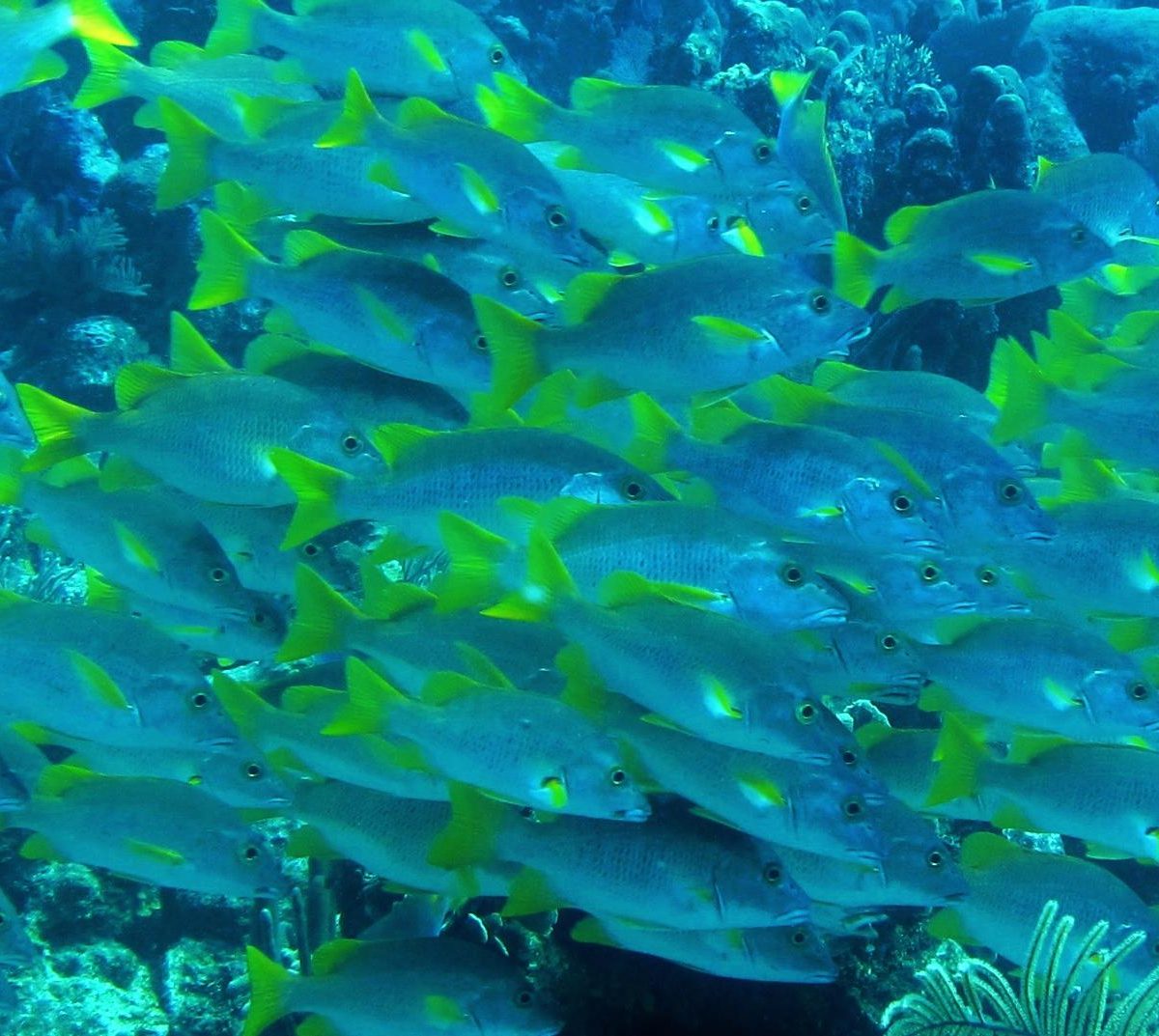 General Information About Utila Utila, Bay Islands, Honduras, Information, About Utila, Tropical island, Caribbean