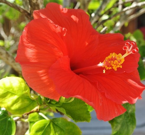 Accommodation in Utila Utila, Bay Islands, Honduras, Accommodation, Hotels, Hostels, Resorts, Caribbean Island