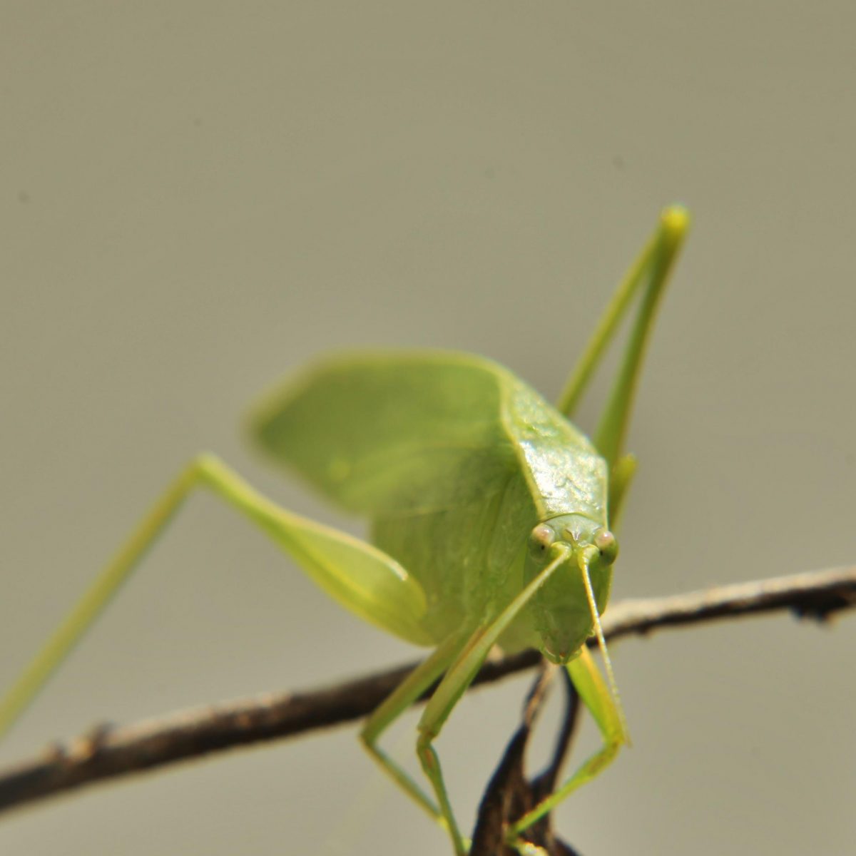 Leaf Hopper in Utila