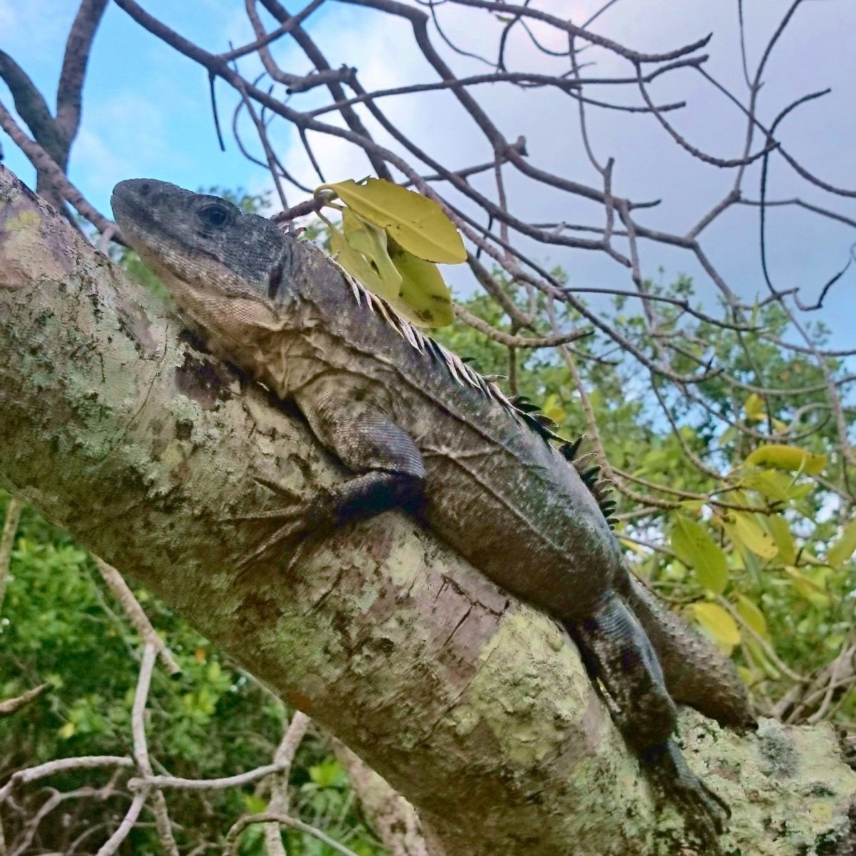 Iguana in a tree in Utila