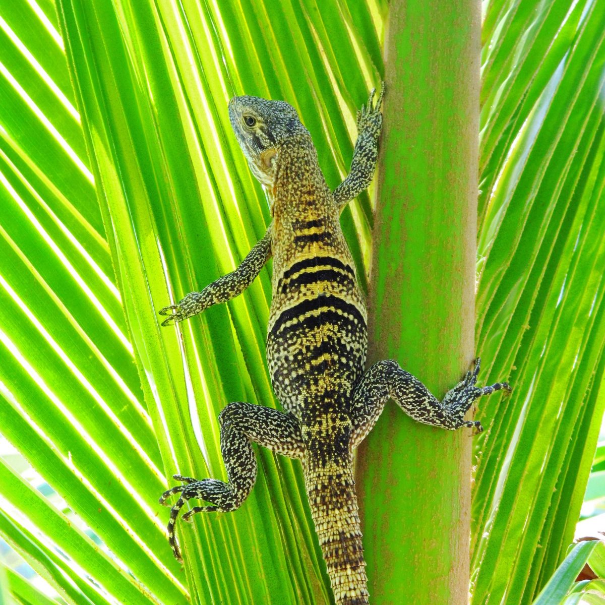 Iguana in a palm tree in Utila