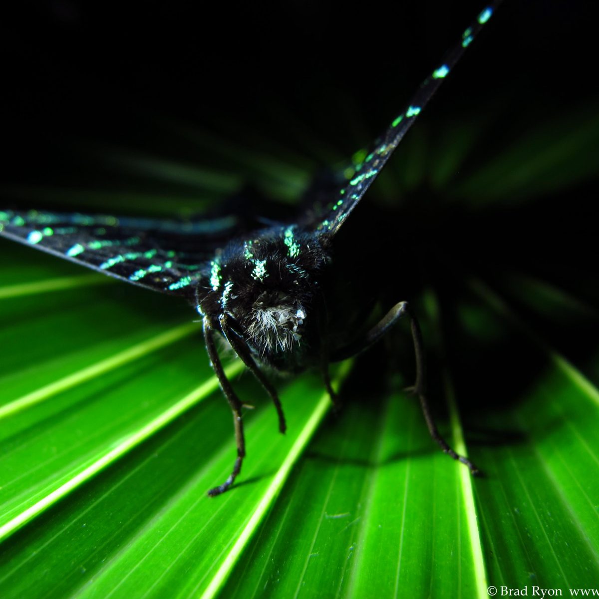 Urania Swallow Tail Moth Utila