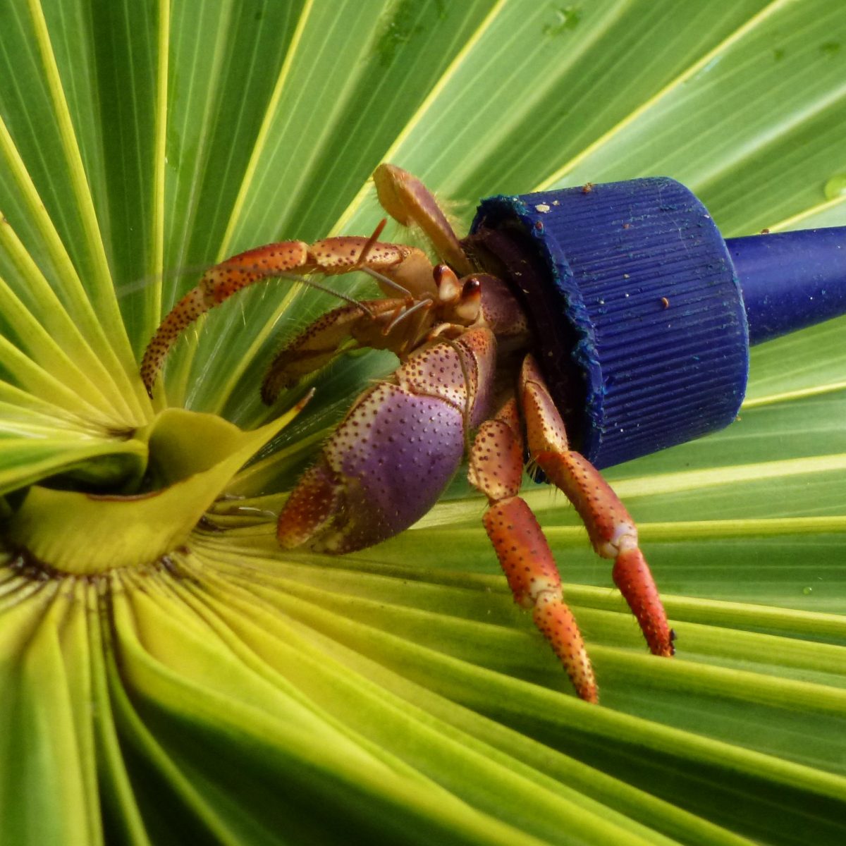 Hermit Crab in Utila