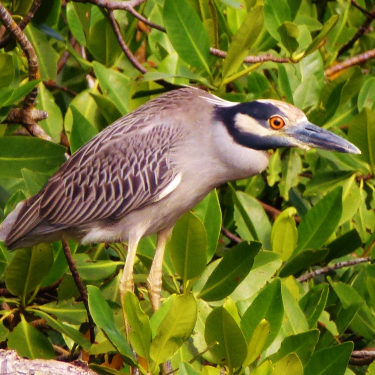 Heron in Utila