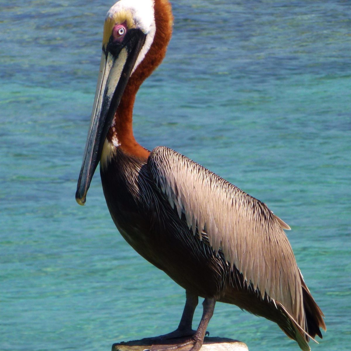 Pelican in Honduras
