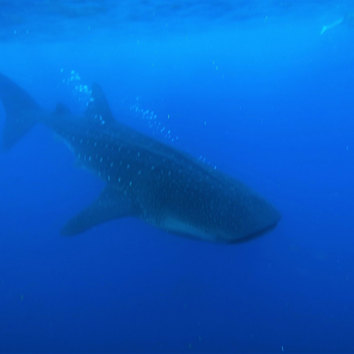 Whale Shark Descending in Utila, Bay Islands