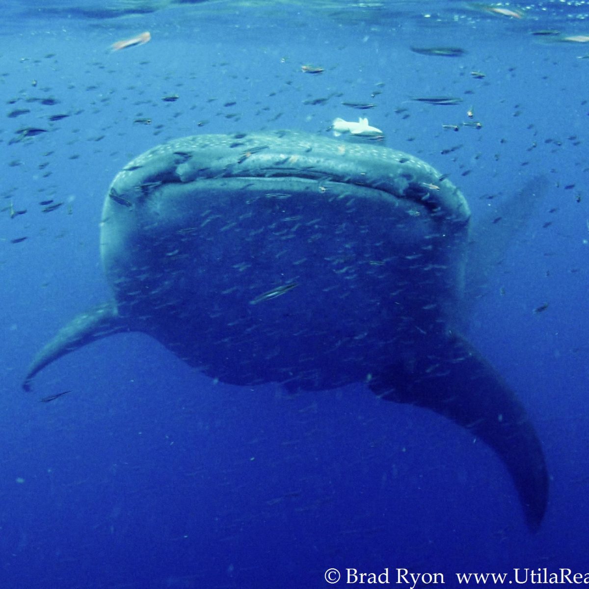 Face to Face with a Whale Shark in Utila, Bay Islands, Honduras