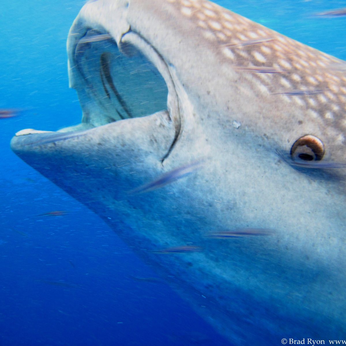 Whale Shark feeding in Utila, Bay Islands, Honduras