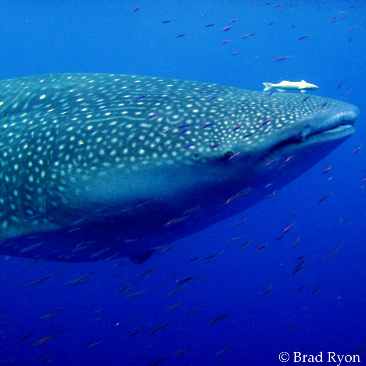 Whale Shark in Utila, Bay Islands, Honduras