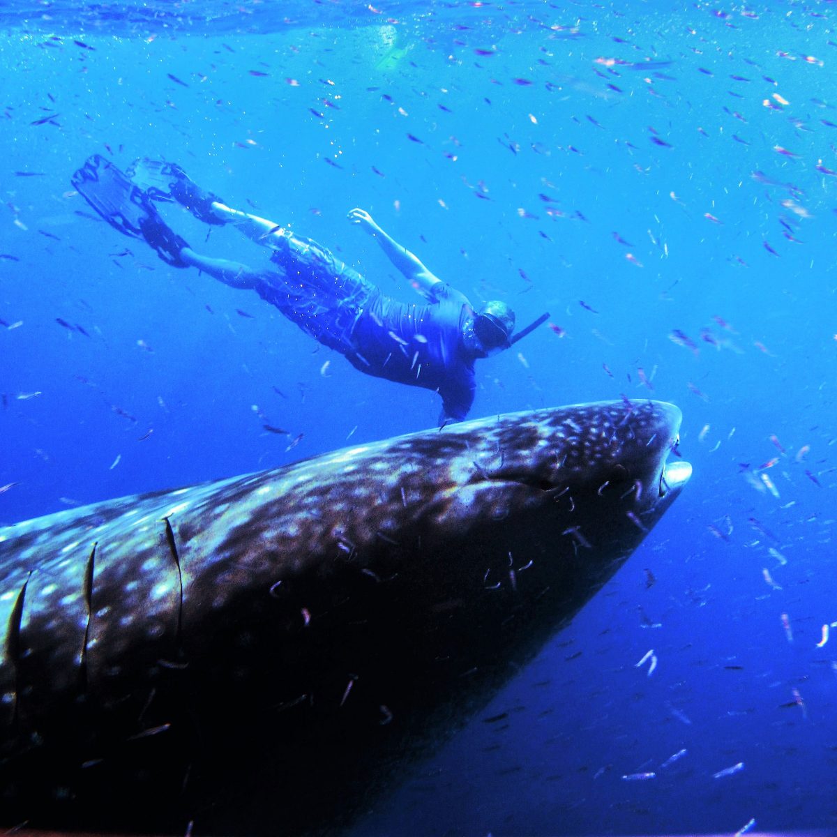 Whale Shark and Snorkeler in Utila, Bay Islands