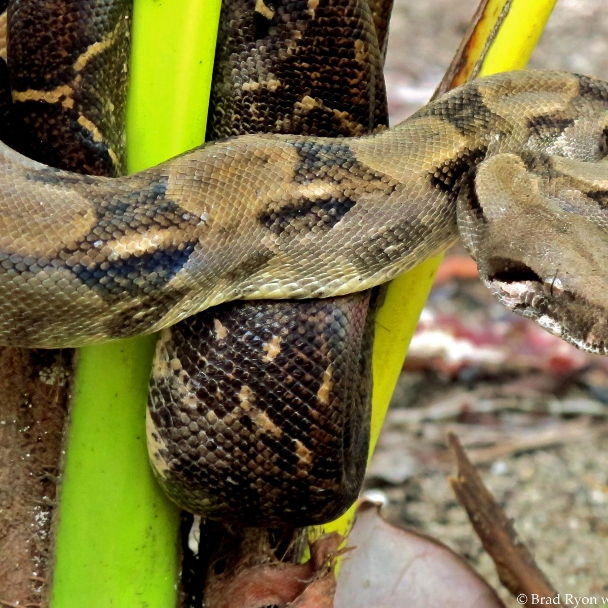 Boa Constrictor in Utila