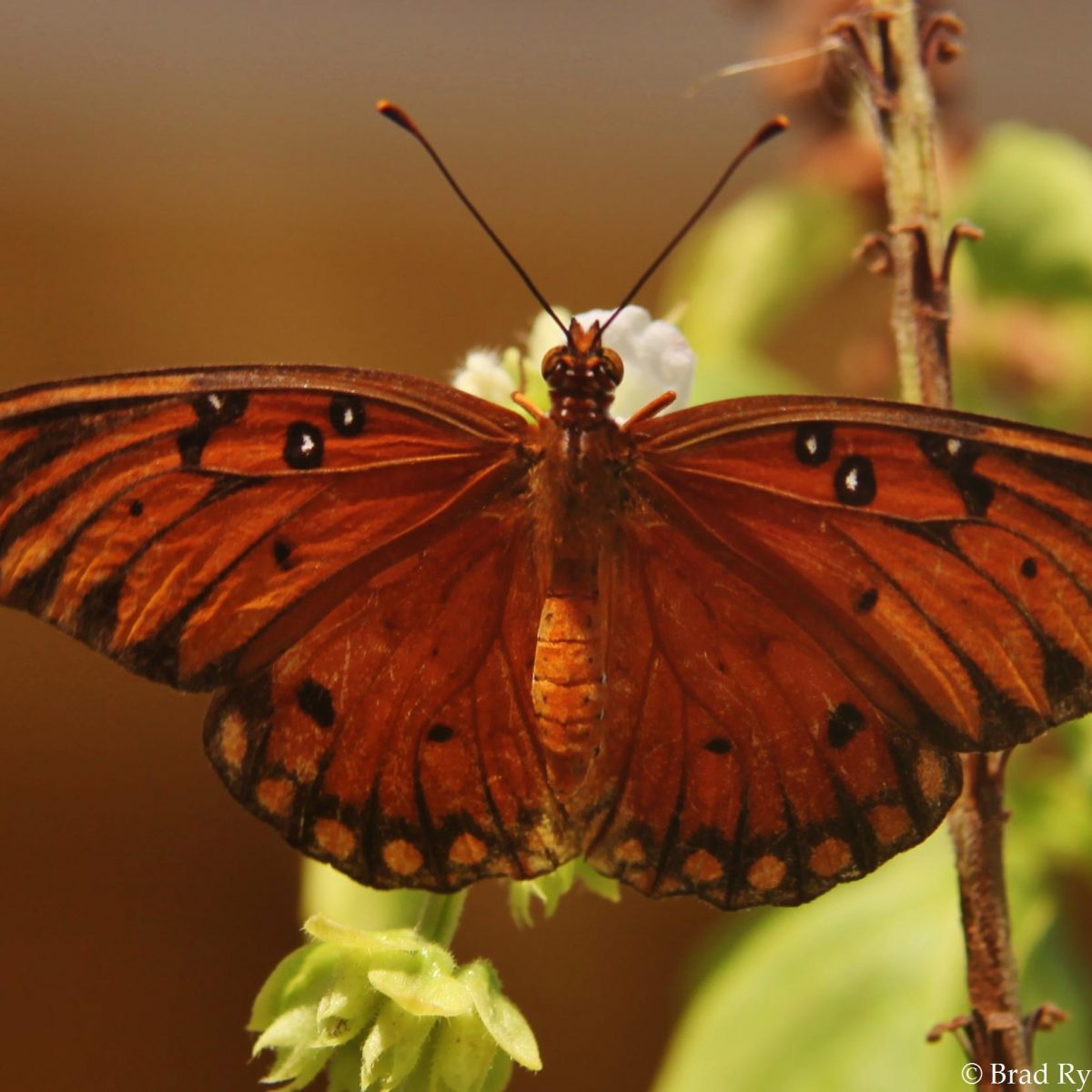 Red Moth in Utila