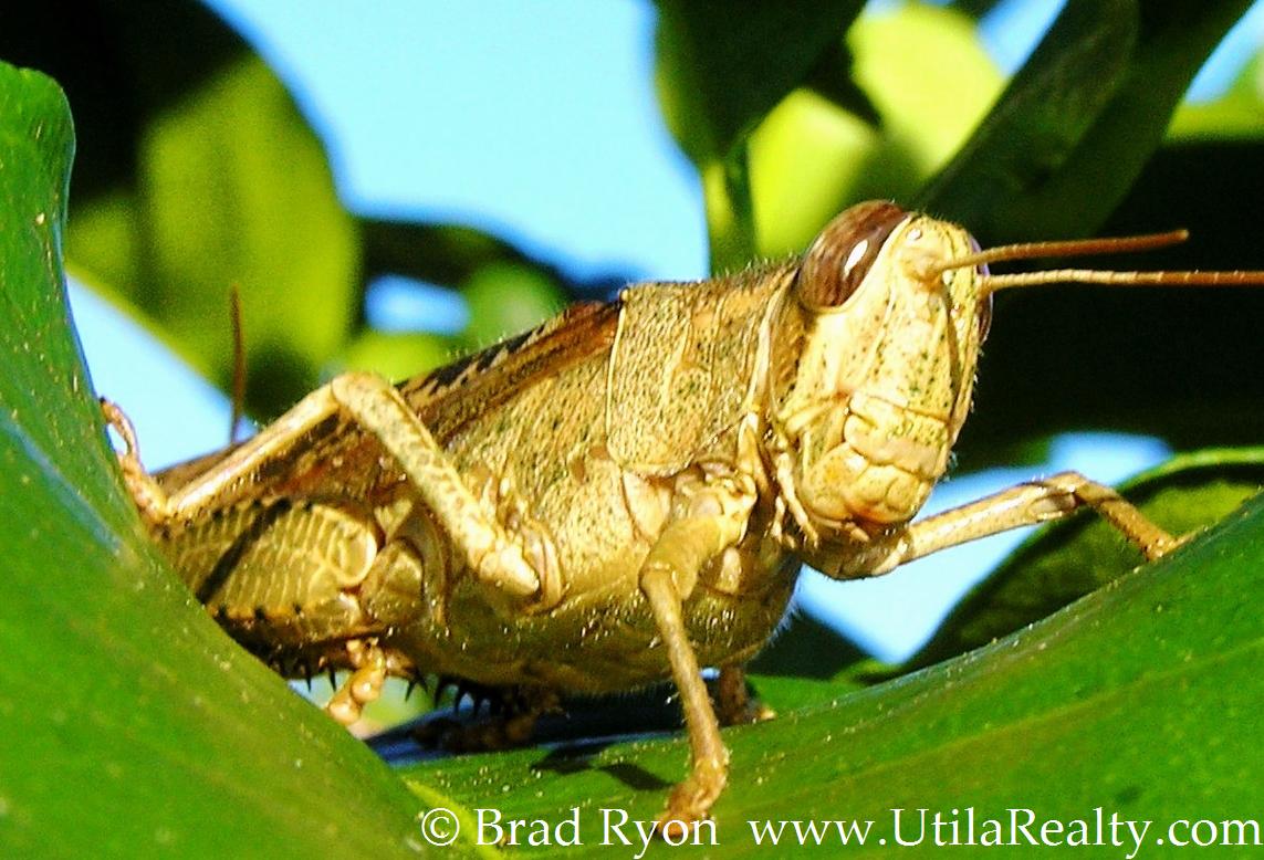 Grasshopper in Utila