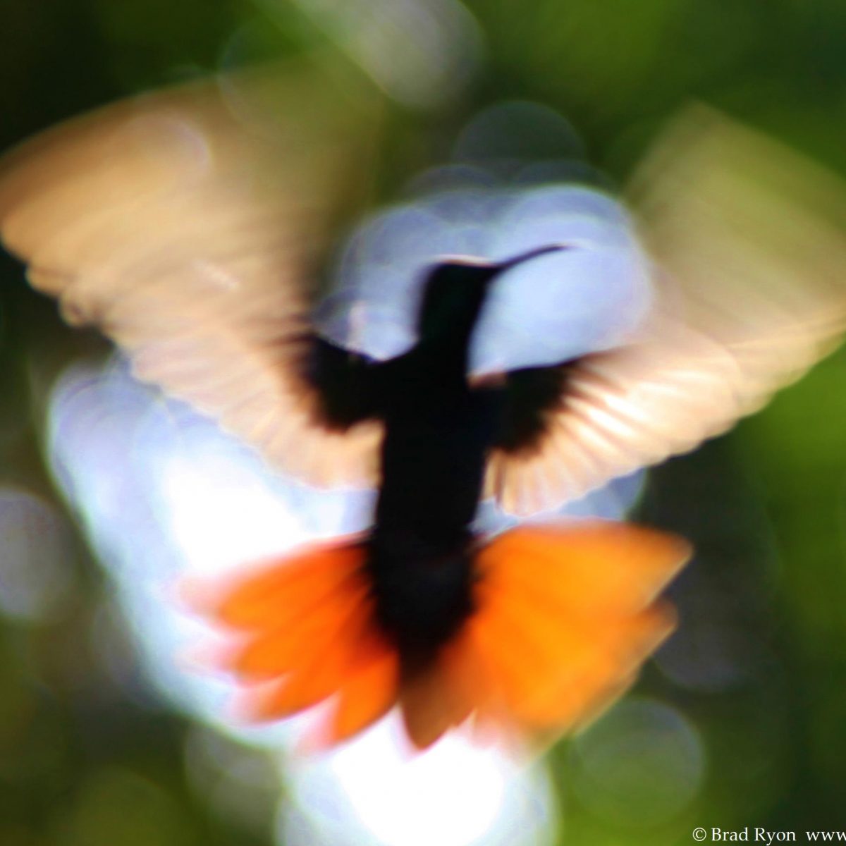 Hummingbirds of Utila Hummingbirds, Utila, Bay Islands, Honduras