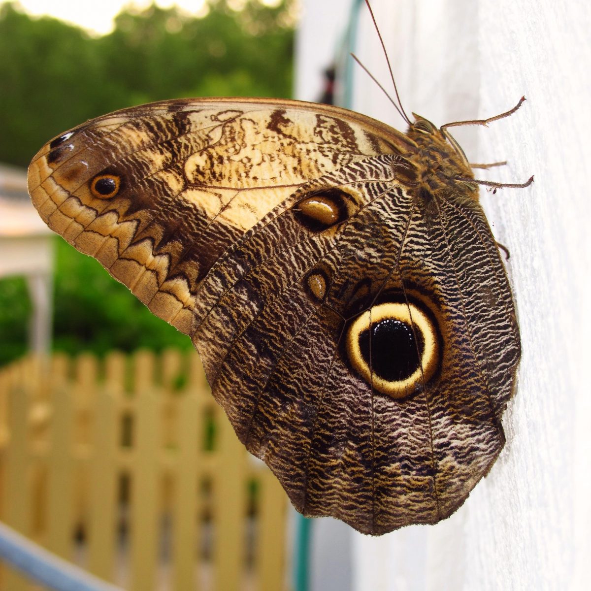 Moth with eye spots on it's wings in Utila, Honduras