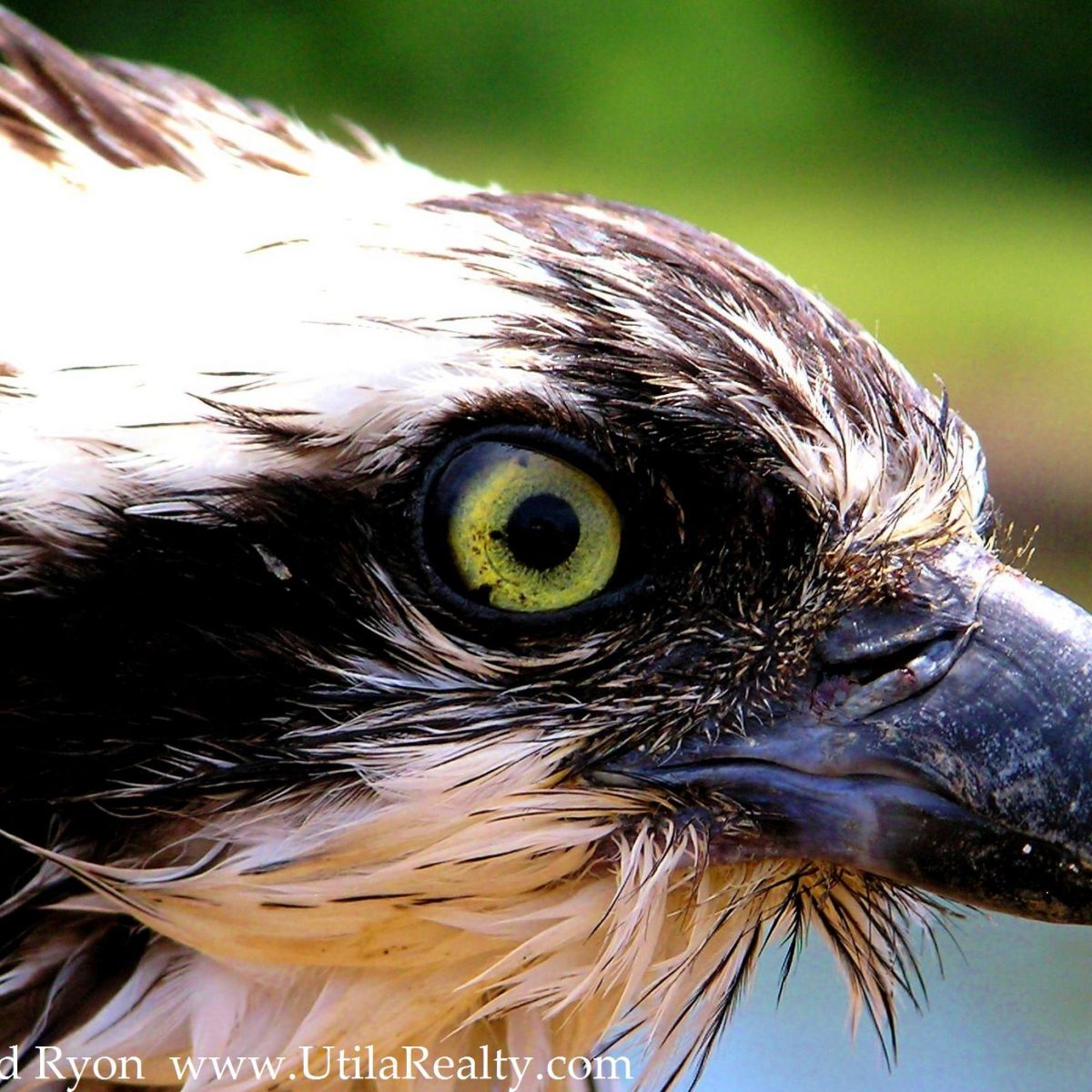Osprey in Utila