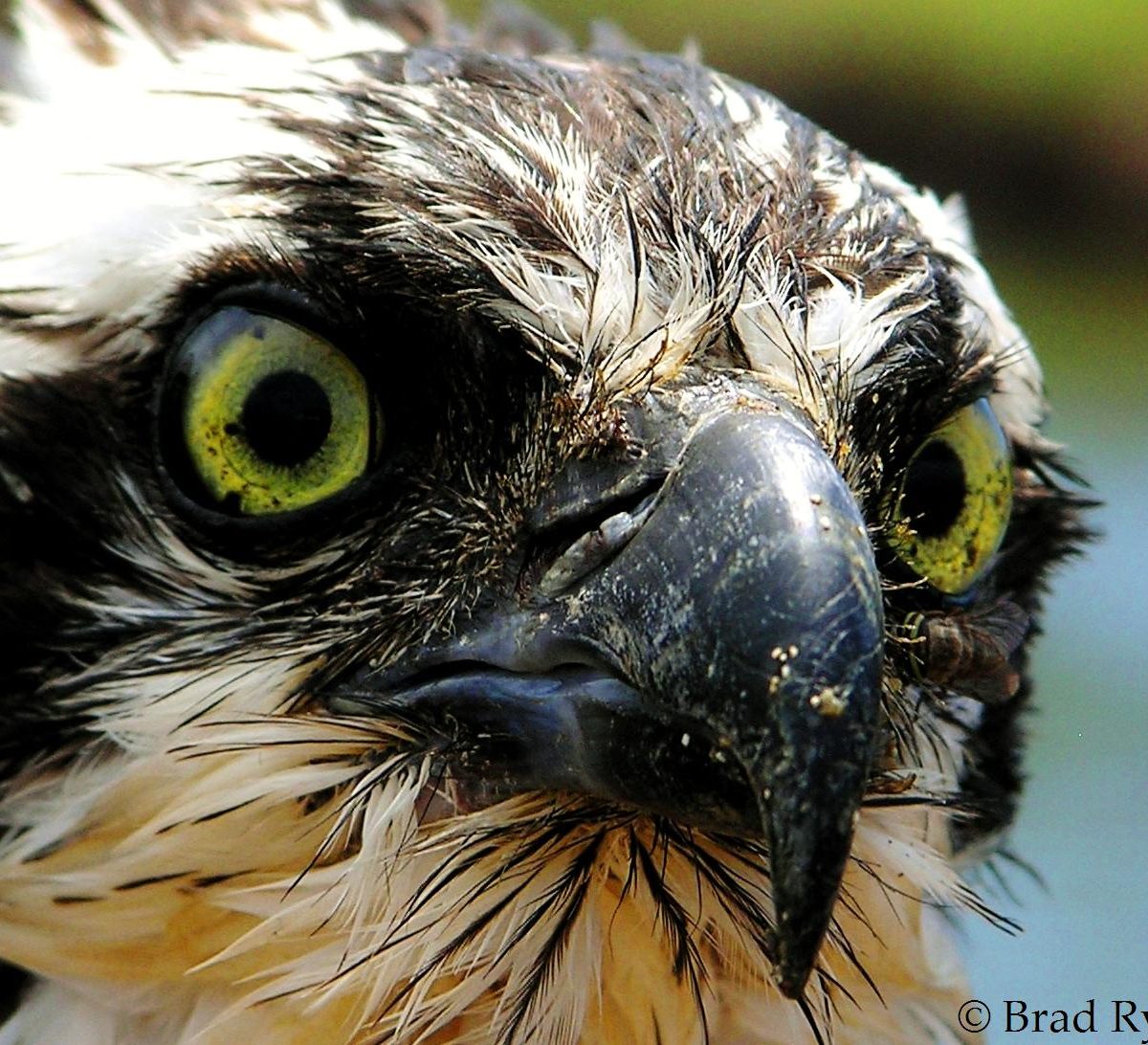 Osprey in Utila