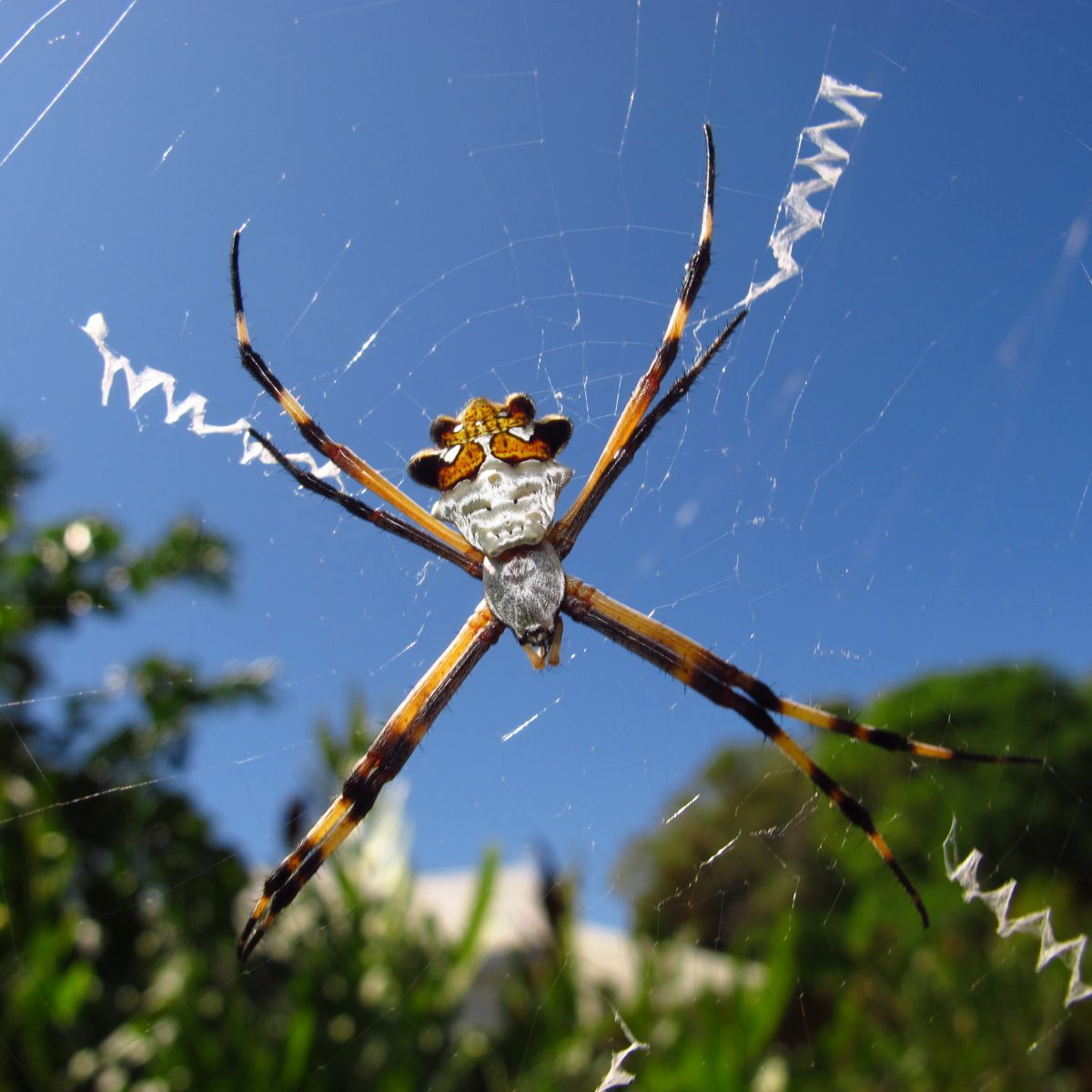 Banana Spider in its Web on Utila