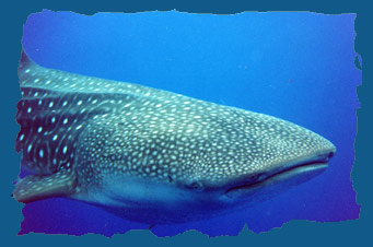 Whale Sharks in Utila Bay Islands Honduras