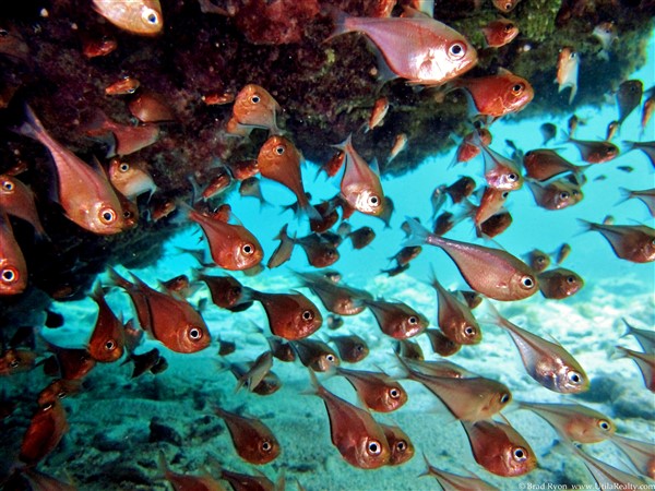 Travel between Belize and Utila, Honduras