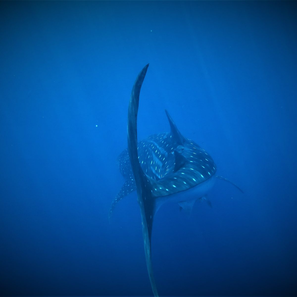 Whale Shark Tail in Utila Utila, Bay Islands, Honduras, Whale Sharks, Encounters, Snorkeling, Scuba diving