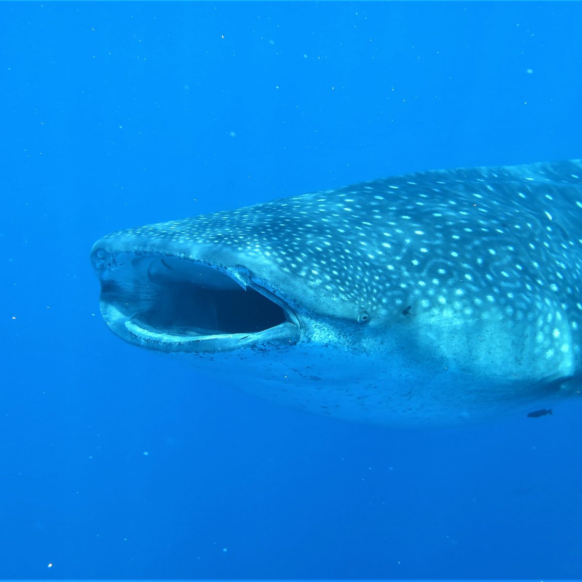Whale Shark in Utila Utila, Bay Islands, Honduras, Whale Sharks, Diving, Snorkling